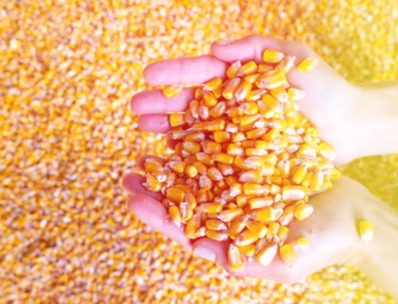 ಮೆಕ್ಕೆಜೋಳ ಮಾರುಕಟ್ಟೆ ದಾರಣಿ Apmc rates